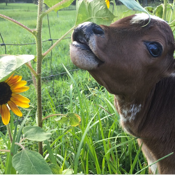 Meet your Posher, Victoria - Picture 2 of 16